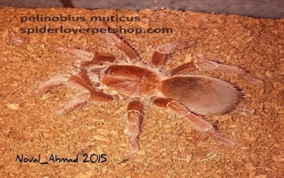 Pelinobius Muticus sling tarantula